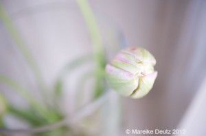 Lange Tulpe rosa