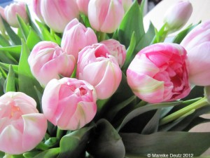 Hellrosa, gefüllte Tulpen